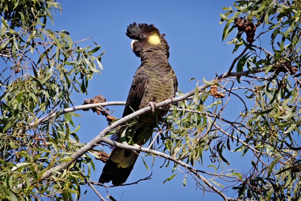 Black cockatoo