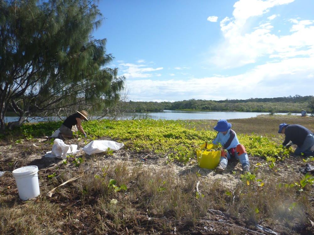 Noosa River Shorebird habitat