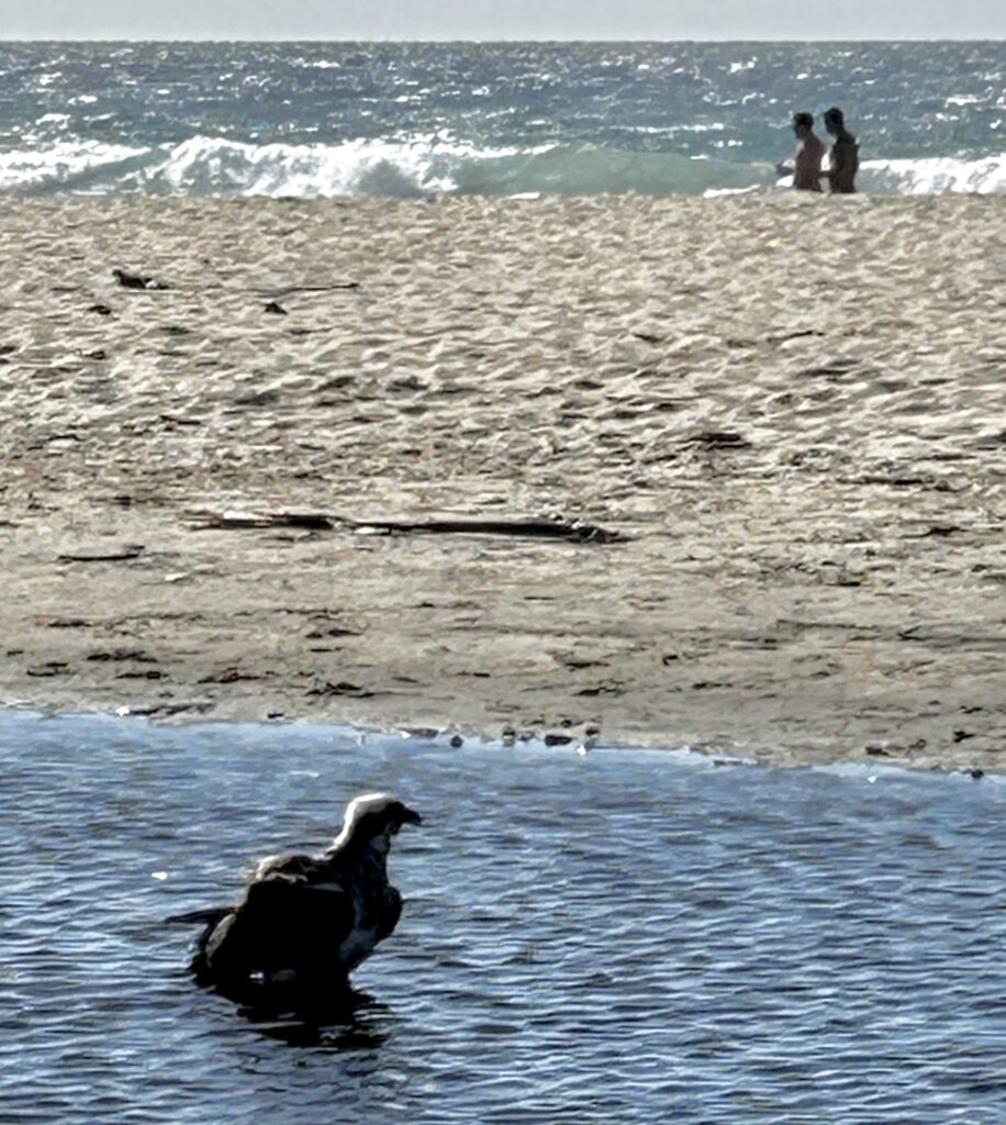 Osprey at beach