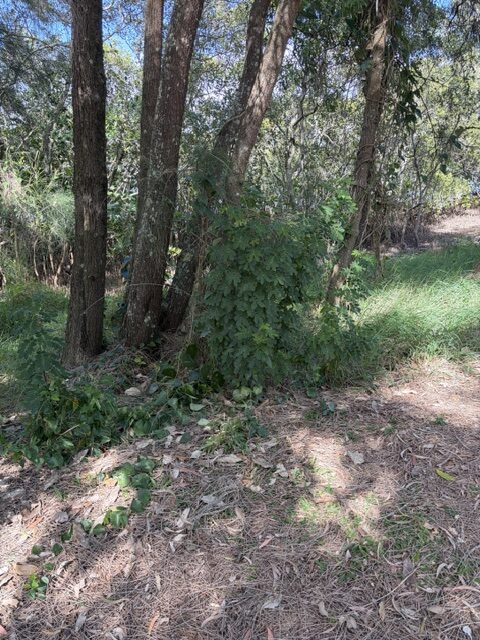 easter cassia not in flower